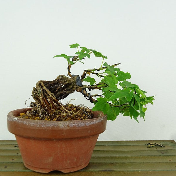 盆栽 楓 宮様楓 樹高 上下 約11cm かえで Acer カエデ 紅葉 根上り カエデ科 落葉樹 観賞用 小品 v1198432795