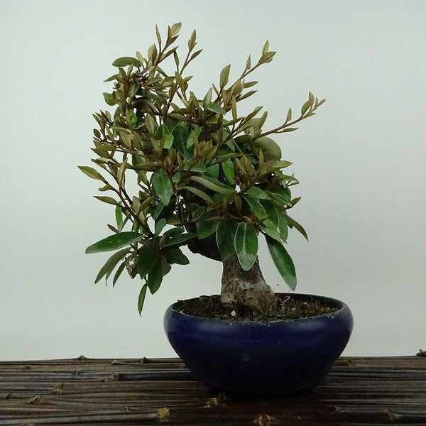 盆栽 寒茱萸 樹高 約20cm かんぐみ Elaeagnus カングミ グミ科 常緑樹 観賞用 小品 c1198408674