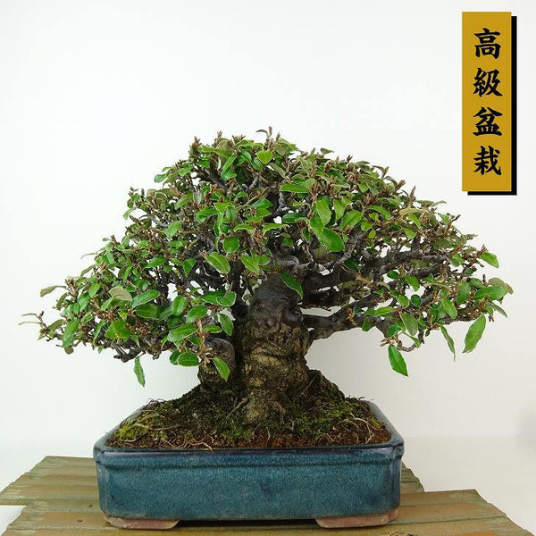 盆栽 寒茱萸 樹高 約21cm かんぐみ 高級盆栽 Elaeagnus カングミ ミ科 常緑樹 観賞用 o1198429305