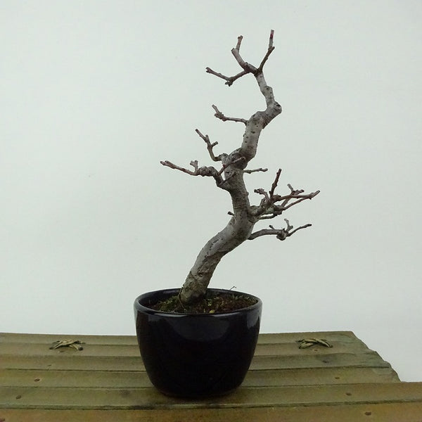 盆栽 花梨 樹高 約15cm かりん Pseudocydonia sinensis カリン 実生 バラ科 落葉樹 観賞用 小品 x1198412729