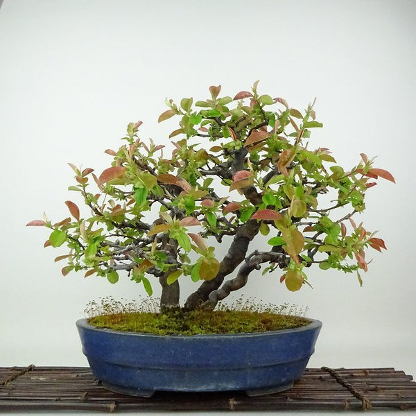 盆栽 花梨 樹高 約31cm かりん Pseudocydonia sinensis カリン バラ科 落葉樹 観賞用 g1198418380