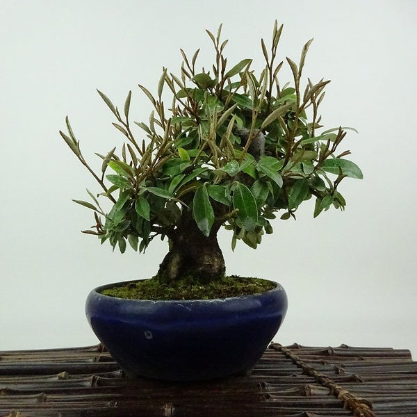 盆栽 寒茱萸 樹高 約17cm かんぐみ Elaeagnus カングミ グミ科 常緑樹 観賞用 小品 w1198410776