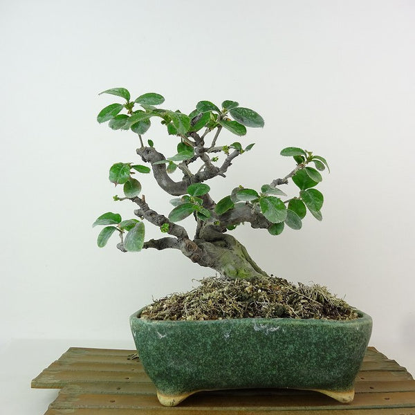 盆栽 花梨 樹高 約19cm かりん Pseudocydonia sinensis カリン バラ科 落葉樹 観賞用 小品 r1198405228