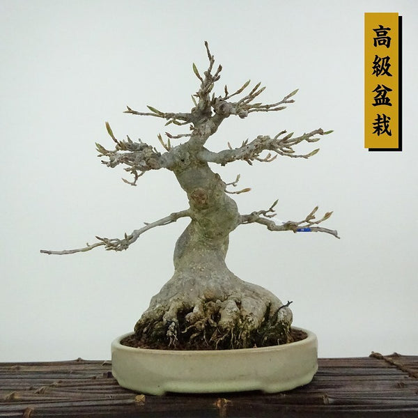 盆栽 楓 樹高 約20cm かえで 高級盆栽 Acer カエデ 紅葉 カエデ科 落葉樹 観賞用 小品 c1198411862