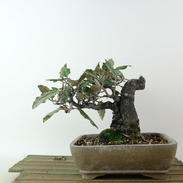 盆栽 寒茱萸 樹高 約12cm かんぐみ Elaeagnus カングミ グミ科 常緑樹 観賞用 小品 t1198412565