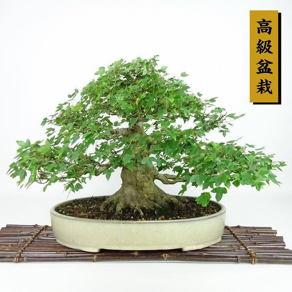 盆栽 楓 樹高 約30cm かえで 高級盆栽 Acer カエデ 紅葉 カエデ科 落葉樹 観賞用 w1198414752