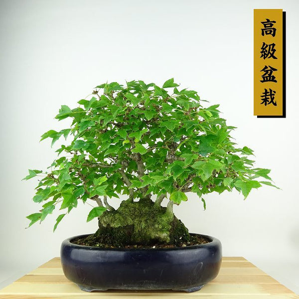 盆栽 楓 樹高 約26cm かえで 高級盆栽 Acer カエデ 紅葉 カエデ科 落葉樹 観賞用 d1198424617
