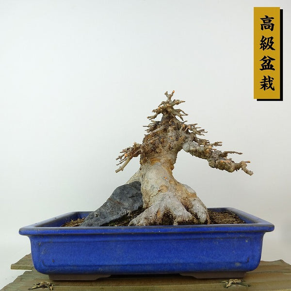 盆栽 楓 樹高 約15cm かえで 高級盆栽 Acer カエデ 紅葉 石付き カエデ科 落葉樹 観賞用 小品 x1198411486