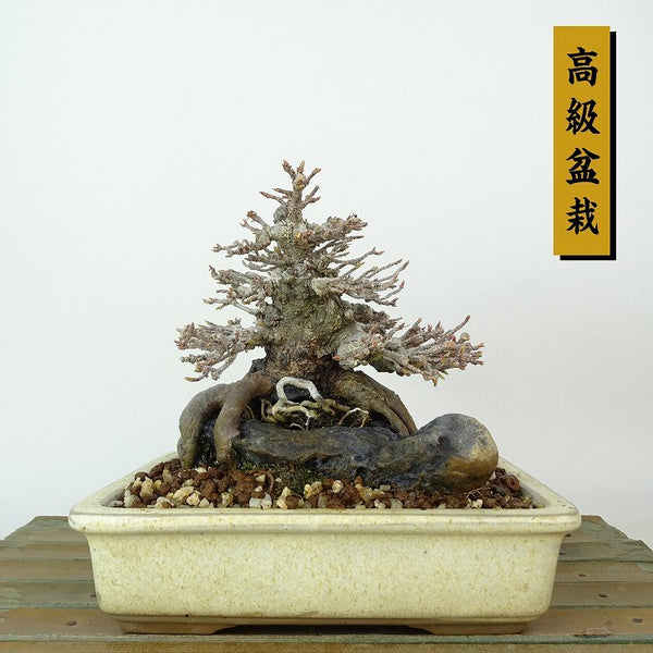 盆栽 楓 樹高 約12cm かえで 高級盆栽 Acer カエデ 紅葉 石付き カエデ科 落葉樹 観賞用 小品 x1198412237