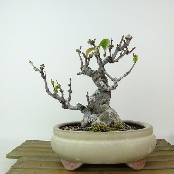 盆栽 花梨 樹高 約15cm かりん Pseudocydonia sinensis カリン バラ科 落葉樹 観賞用 小品 k1198413659