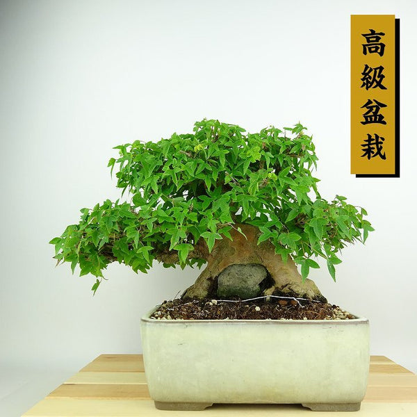 盆栽 楓 樹高 約19cm かえで 高級盆栽 Acer カエデ 紅葉 石付き カエデ科 落葉樹 観賞用 小品 d1198421988