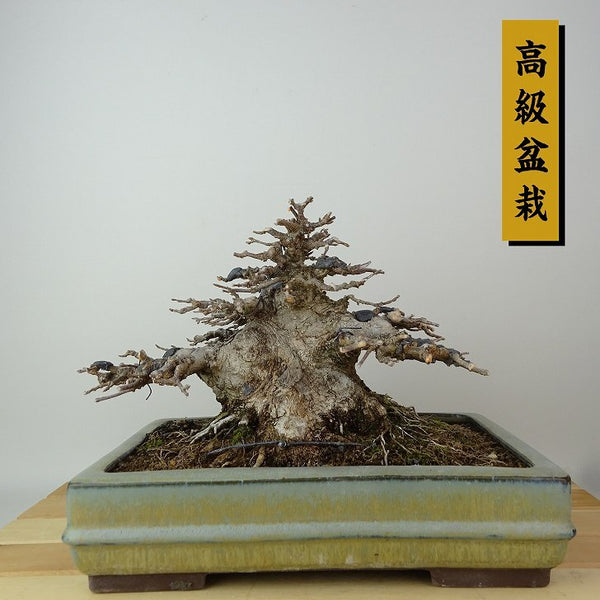 盆栽 楓 樹高 約14cm かえで 高級盆栽 Acer カエデ 紅葉 カエデ科 落葉樹 観賞用 小品 q1198419150