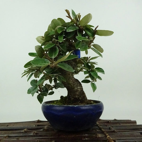 盆栽 寒茱萸 樹高 約16cm かんぐみ Elaeagnus カングミ グミ科 常緑樹 観賞用 小品 w1198414457