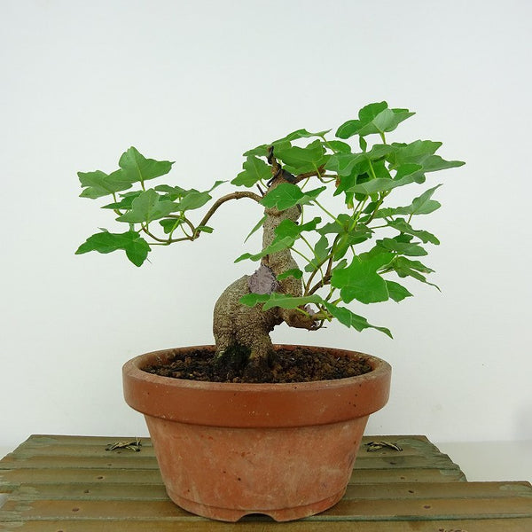 盆栽 楓 宮様楓 樹高 約14cm かえで Acer カエデ 紅葉 カエデ科 落葉樹 観賞用 小品 r1198410307