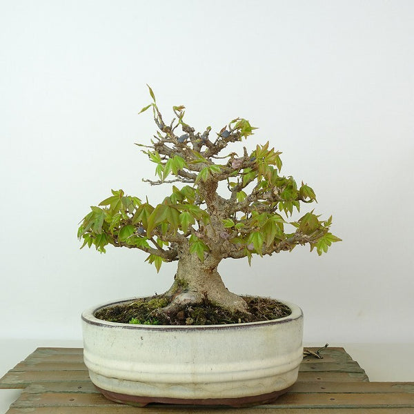 盆栽 楓 樹高 約16cm かえで Acer カエデ 紅葉 カエデ科 落葉樹 観賞用 小品 t1198413306