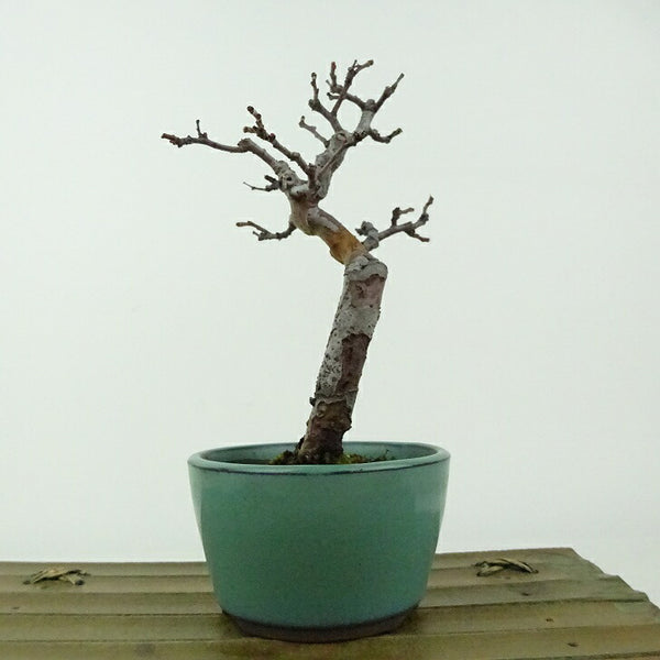 盆栽 花梨 樹高 約15cm かりん Pseudocydonia sinensis カリン 実生 バラ科 落葉樹 観賞用 小品 p1198417038