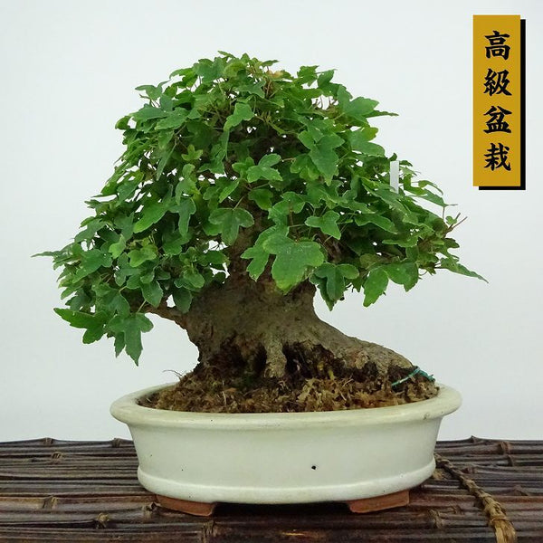 盆栽 楓 樹高 約19cm かえで 高級盆栽 Acer カエデ 紅葉 カエデ科 落葉樹 観賞用 小品 h1198426367