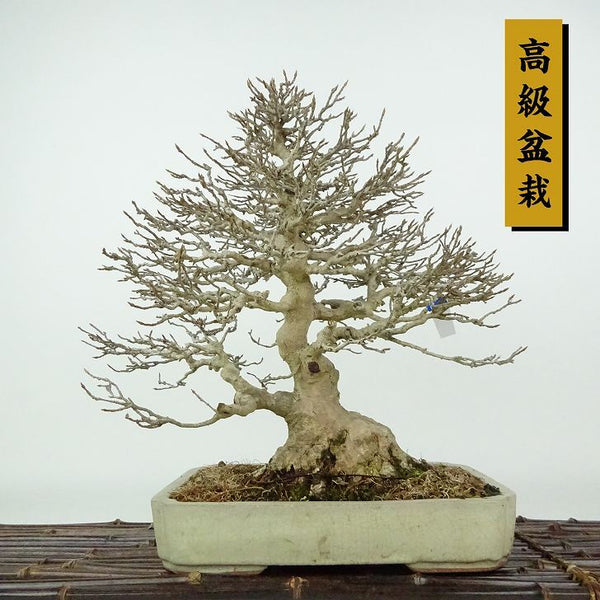 盆栽 楓 樹高 約27cm かえで 高級盆栽 Acer カエデ 紅葉 カエデ科 落葉樹 観賞用 1198409556