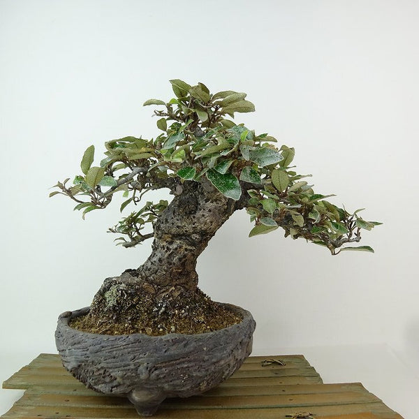 盆栽 寒茱萸 樹高 約19cm かんぐみ Elaeagnus カングミ ミ科 常緑樹 観賞用 小品 d1198417348