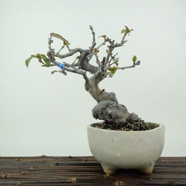 盆栽 花梨 樹高 約17cm かりん Pseudocydonia sinensis カリン バラ科 落葉樹 観賞用 小品 o1198426866