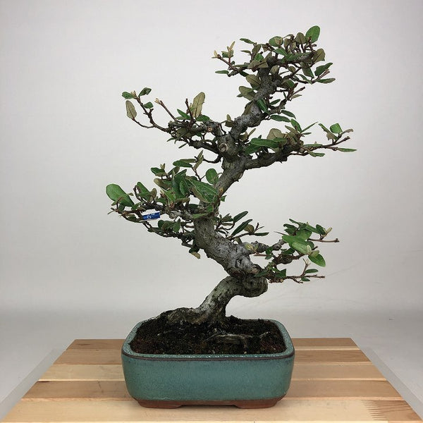 盆栽 寒茱萸 樹高 約31cm かんぐみ Elaeagnus カングミ グミ科 常緑樹 観賞用 b1198425401