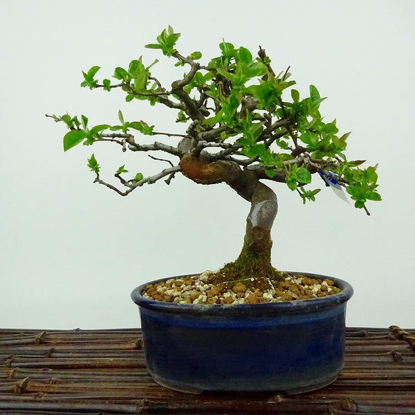 盆栽 花梨 樹高 約19cm かりん Pseudocydonia sinensis カリン バラ科 落葉樹 観賞用 小品 c1198409560