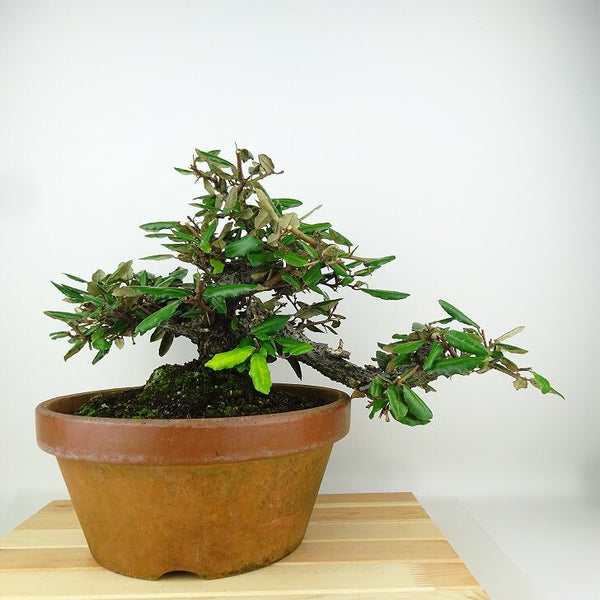 盆栽 寒茱萸 樹高 約24cm かんぐみ Elaeagnus カングミ グミ科 常緑樹 観賞用 e1198416106