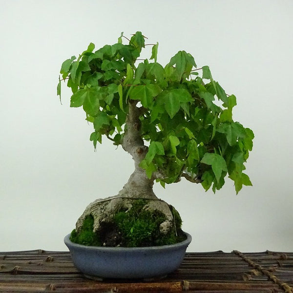 盆栽 楓 樹高 約20cm かえで Acer カエデ 紅葉 カエデ科 落葉樹 観賞用 小品 v1198434884