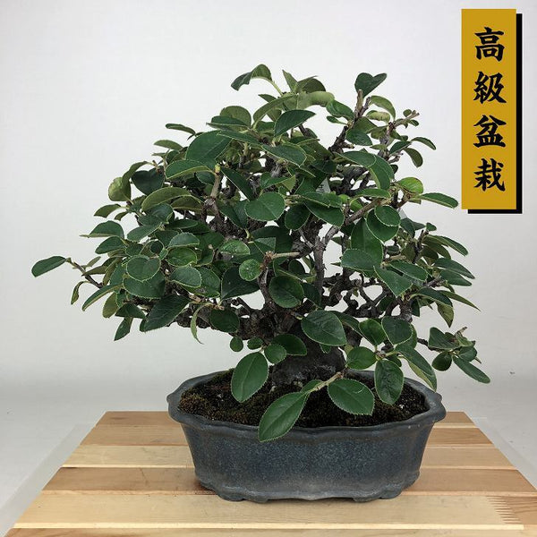 盆栽 花梨 樹高 約27cm かりん 高級盆栽 Pseudocydonia sinensis カリン バラ科 落葉樹 観賞用 r1198404432
