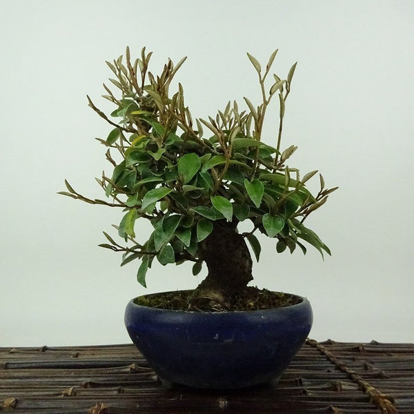 盆栽 寒茱萸 樹高 約18cm かんぐみ Elaeagnus カングミ グミ科 常緑樹 観賞用 小品 q1198411589