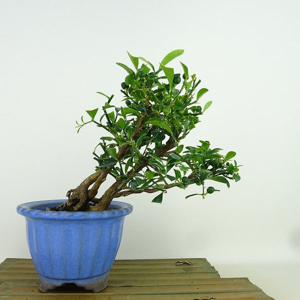 盆栽 金豆 樹高 約16cm きんず Fortunella hindsii キンズ マメキンカンミカン科 キンカン属 常緑樹 観賞用 小品 r1198409655