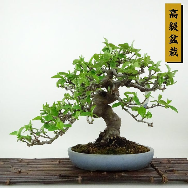 盆栽 花梨 樹高 約21cm かりん 高級盆栽 Pseudocydonia sinensis カリン バラ科 落葉樹 観賞用 v1198440810