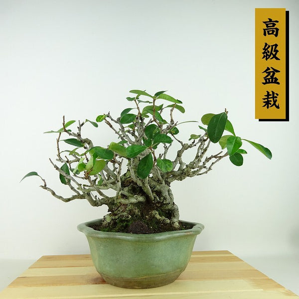 盆栽 寒木瓜 樹高 約20cm かんぼけ 高級盆栽 Chaenomeles speciosa カンボケ バラ科 ボケ属 落葉樹 観賞用 小品 w1198407133