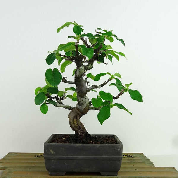 盆栽 花梨 樹高 約19cm かりん Pseudocydonia sinensis カリン バラ科 落葉樹 観賞用 小品 c1198406433
