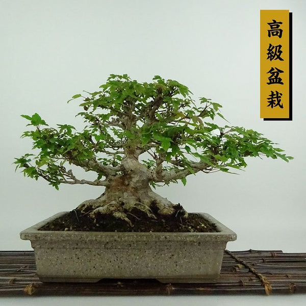 盆栽 楓 樹高 約19cm かえで 高級盆栽 Acer カエデ 紅葉 カエデ科 落葉樹 観賞用 小品 g1198418178