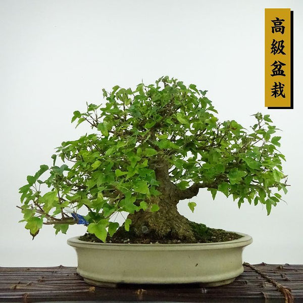 盆栽 楓 樹高 約22cm かえで 高級盆栽 Acer カエデ 紅葉 カエデ科 落葉樹 観賞用 p1198413547