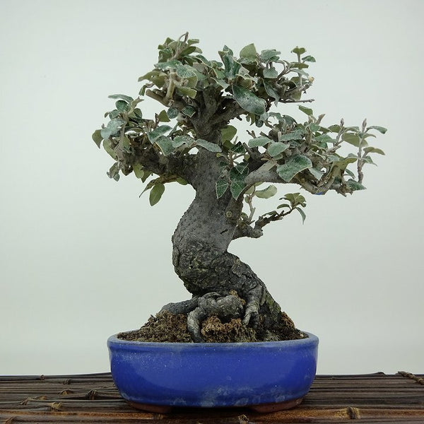 盆栽 寒茱萸 樹高 約20cm かんぐみ Elaeagnus カングミ グミ科 常緑樹 観賞用 小品 x1198407190