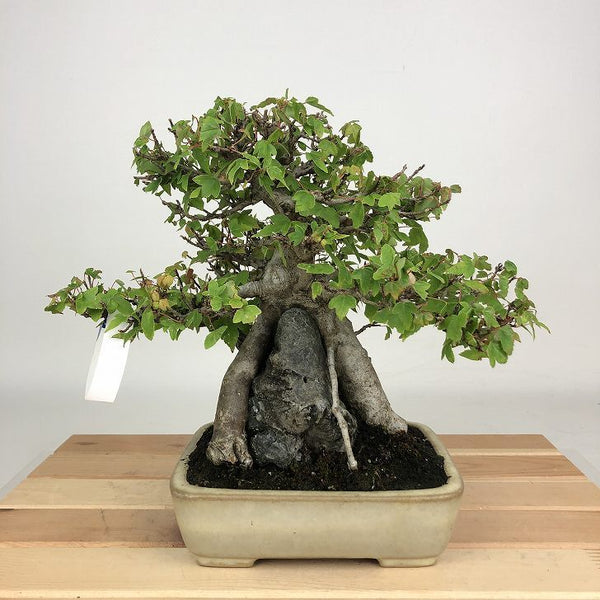 盆栽 楓 樹高 約20cm かえで Acer カエデ 紅葉 石付 カエデ科 落葉樹 観賞用 小品 n1198410418