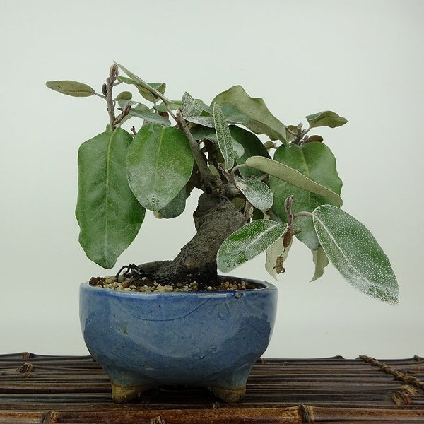 盆栽 寒茱萸 樹高 約13cm かんぐみ Elaeagnus カングミ グミ科 常緑樹 観賞用 小品 w1198408687
