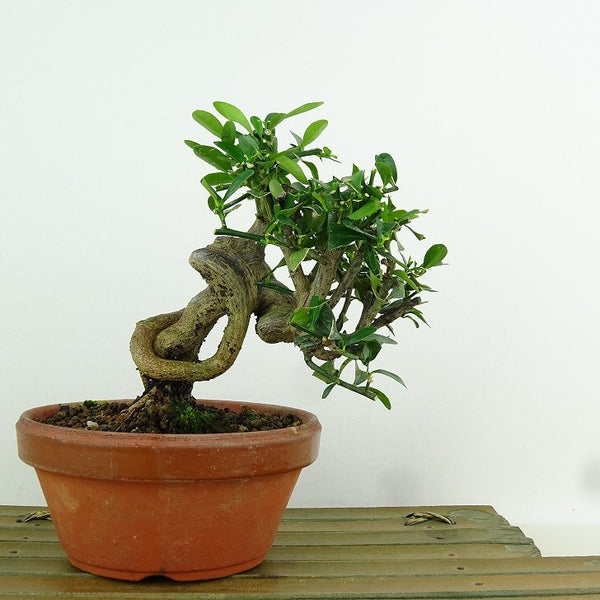 盆栽 金豆 樹高 約12cm きんず Fortunella hindsii キンズ マメキンカン ミカン科 キンカン属 常緑樹 観賞用 小品 j1198410193