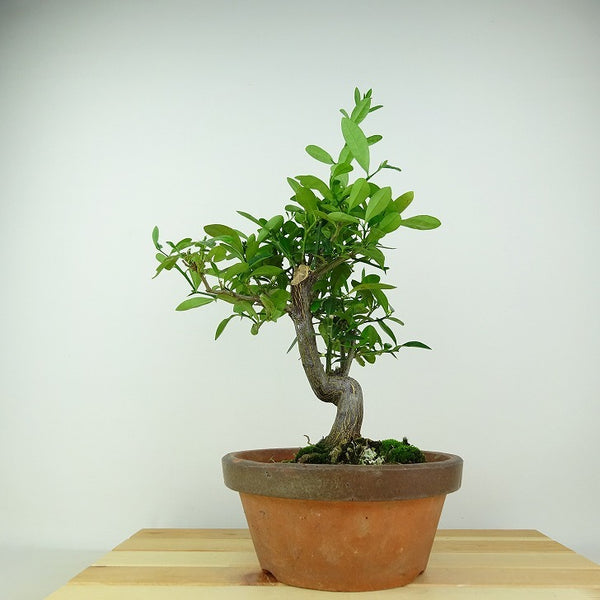 盆栽 金豆 樹高 約33cm きんず Fortunella hindsii キンズ マメキンカン 実物 ミカン科 キンカン属 常緑樹 観賞用 o1198421533