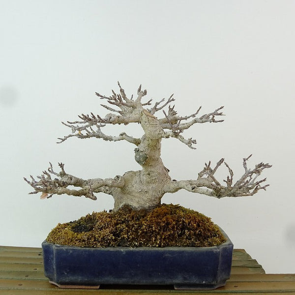 盆栽 楓 樹高 約14cm かえで Acer カエデ 紅葉 カエデ科 落葉樹 観賞用 小品 v1198434288