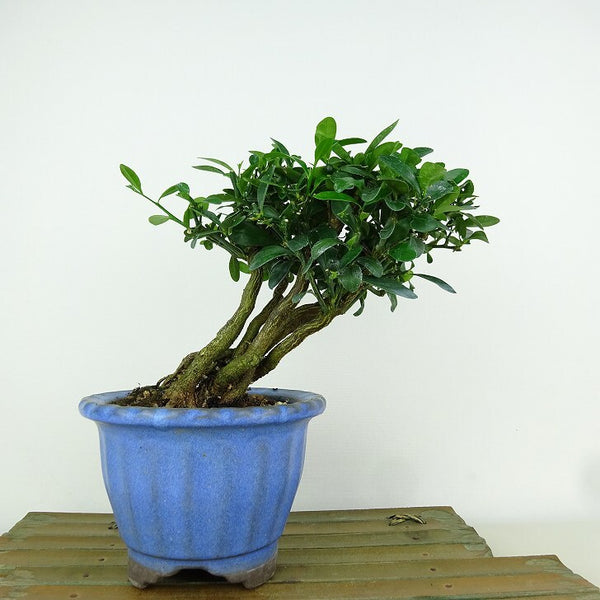 盆栽 金豆 樹高 約16cm きんず Fortunella hindsii キンズ マメキンカン ミカン科 キンカン属 常緑樹 観賞用 小品 t1198408880