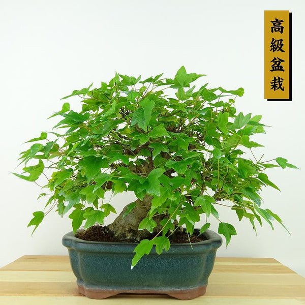 盆栽 楓 樹高 約19cm かえで 高級盆栽 Acer カエデ 紅葉 カエデ科 落葉樹 観賞用 小品 f1198413064