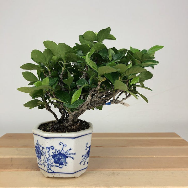 盆栽 梔子 樹高 約13cm くちなし Gardenia jasminoides クチナシ アカネ科 クチナシ属 常緑樹 観賞用 小品 s1198416957