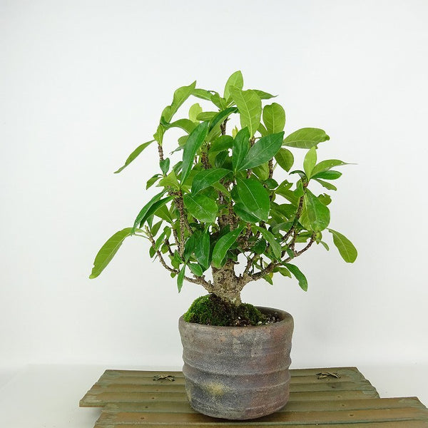 盆栽 梔子 樹高 約21cm くちなし Gardenia jasminoides クチナシ アカネ科 クチナシ属 常緑樹 観賞用 s1198419051