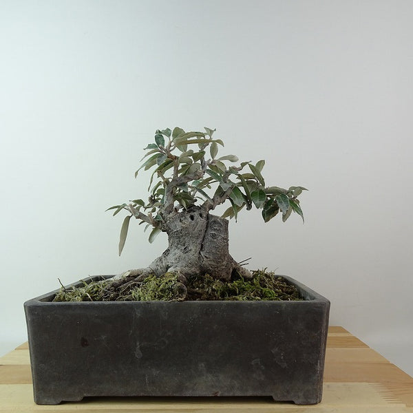 盆栽 寒茱萸 樹高 約15cm かんぐみ Elaeagnus カングミ グミ科 常緑樹 観賞用 小品 v1198438122