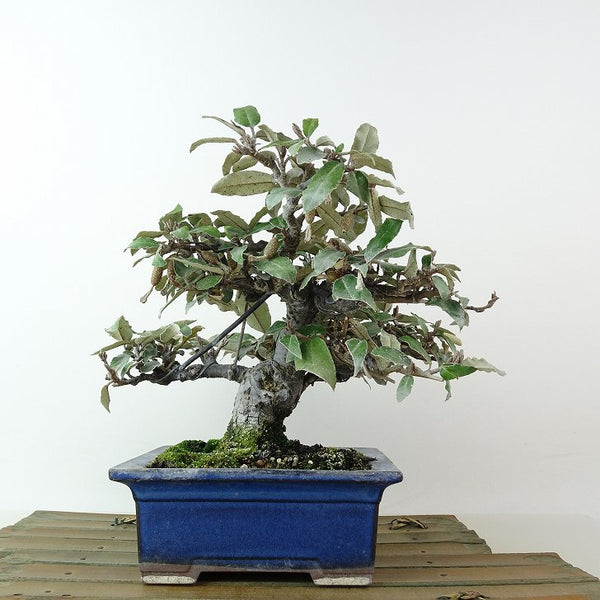 盆栽 寒茱萸 樹高 約17cm かんぐみ Elaeagnus カングミ グミ科 常緑樹 観賞用 小品 j1198413134