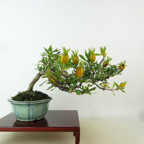 盆栽 梔子 喜代誉 樹高 上下 約14cm くちなし Gardenia jasminoides クチナシ アカネ科 クチナシ属 常緑樹 観賞用 小品 j1198412175