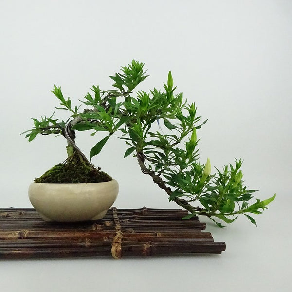 盆栽 梔子 喜代誉 樹高 上下 約19cm くちなし Gardenia jasminoides クチナシ アカネ科 クチナシ属 常緑樹 観賞用 小品 l1198412861